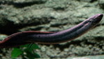 South American lungfish (Lepidosiren paradoxa)