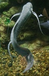 marbled lungfish (Protopterus aethiopicus)