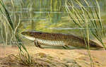 Ceratodus (lungfish)