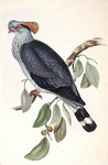 topknot pigeon (Lopholaimus antarcticus)