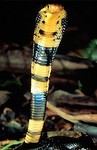 forest cobra (Naja melanoleuca)
