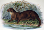 hairy-nosed otter (Lutra sumatrana)