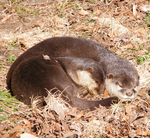 oriental small-clawed otter (Aonyx cinerea syn. Amblonyx cinereus)