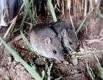 short-tailed cane mouse (Zygodontomys brevicauda)