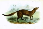 Meller's mongoose (Rhynchogale melleri)