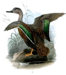 Meller's duck (Anas melleri)
