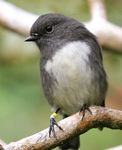South Island robin (Petroica australis)