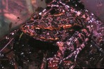 gopher frog (Lithobates capito)