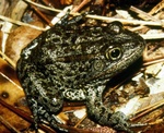 Mississippi gopher frog, dusky gopher frog (Lithobates sevosus)