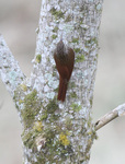 streak-headed woodcreeper (Lepidocolaptes souleyetii)