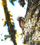 spot-crowned woodcreeper (Lepidocolaptes affinis)