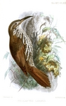Guianan woodcreeper (Lepidocolaptes albolineatus)
