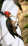 crimson-crested woodpecker (Campephilus melanoleucos)