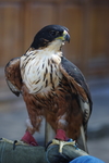 rufous-bellied hawk-eagle (Lophotriorchis kienerii)
