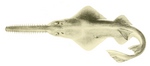dwarf sawfish, Queensland sawfish (Pristis clavata)