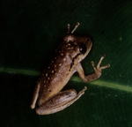 Scinax boesemani (Boeseman's snouted treefrog)