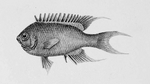 Neopomacentrus taeniurus (freshwater demoiselle)