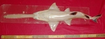 knifetooth sawfish, pointed sawfish, narrow sawfish (Anoxypristis cuspidata)