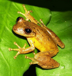 Scinax staufferi, Stauffer's treefrog