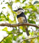 Guianan puffbird (Notharchus macrorhynchos)