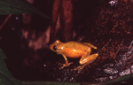 Scinax cruentommus (Manaus snouted treefrog)