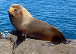 Galápagos fur seal, Galapagos fur seal (Arctocephalus galapagoensis)
