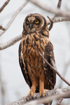 Galápagos short-eared Owl, Galapagos short-eared Owl (Asio flammeus galapagoensis)