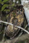 Madagascar owl, Madagascar long-eared owl (Asio madagascariensis)