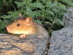 brown rat, common rat, Norway rat (Rattus norvegicus)