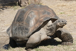 Galápagos giant tortoise, Galapagos tortoise (Chelonoidis nigra)
