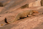 ruddy mongoose (Herpestes smithii)