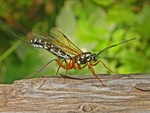 giant ichneumon, sabre wasp (Rhyssa persuasoria)