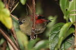 red-faced crimsonwing (Cryptospiza reichenovii)