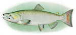 Chinook salmon (Oncorhynchus tshawytscha)