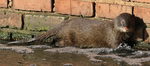 marsh mongoose, water mongoose (Atilax paludinosus)