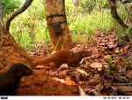 Pousargues's mongoose (Dologale dybowskii)