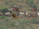lanner falcon (Falco biarmicus)