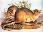 desert rat-kangaroo (Caloprymnus campestris)