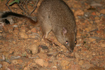brush-tailed bettong, brush-tailed rat-kangaroo, woylie (Bettongia ogilbyi)