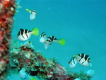 blacksaddle filefish, false puffer (Paraluteres prionurus)