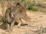 Iberian lynx, Spanish Lynx (Lynx pardinus)