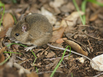 wood mouse, long-tailed field mouse (Apodemus sylvaticus)