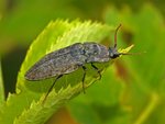 Agrypnus murinus (click beetle)