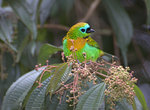 brassy-breasted tanager (Tangara desmaresti)