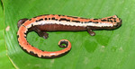 Mexican Climbing Salamander (Bolitoglossa mexicana)