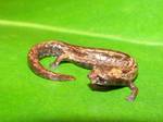 Bolitoglossa ramosi (Ramos' mushroomtongue salamander)