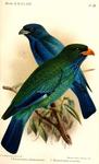 Eurystomus orientalis solomonensis Oriental Dollarbird, Eurystomus azureus Purple Dollarbird