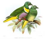 yellow-bibbed fruit dove (Ptilinopus solomonensis)