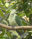 grey-green fruit dove (Ptilinopus purpuratus)