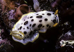 Chromodoris orientalis (Oriental sea slug)